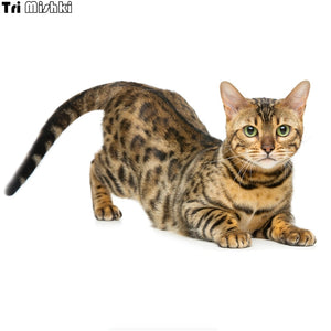 Tri Mishki WCS629 11x21cm Bengal cat Siberian cat funny car stickers auto automobile decals