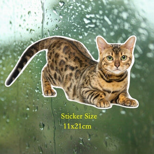 Tri Mishki WCS629 11x21cm Bengal cat Siberian cat funny car stickers auto automobile decals