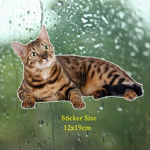 Tri Mishki WCS629 11x21cm Bengal cat Siberian cat funny car stickers auto automobile decals