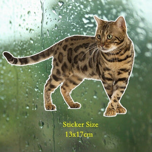 Tri Mishki WCS629 11x21cm Bengal cat Siberian cat funny car stickers auto automobile decals