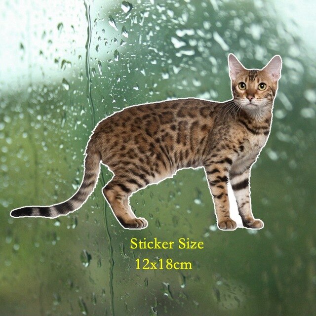 Tri Mishki WCS629 11x21cm Bengal cat Siberian cat funny car stickers auto automobile decals